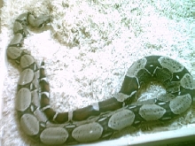 Male Peruvian redtail
